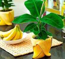 Ako pestovať banány doma: popis, pristátie