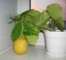 Ako pestovať citrón z kosti v miestnosti?
