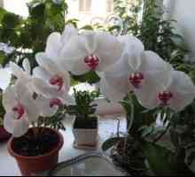 Ako pestovať orchidey doma