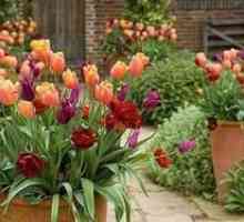 Ako pestovať tulipány správne na chate