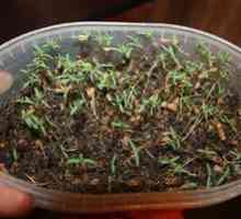 Ako pestovať thuju zo semien a odrezkov doma?