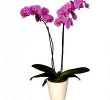 Ako pestovať kvitnúci zázrak orchidea doma