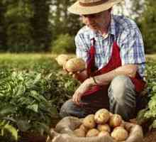 Ako pestovať dobré plodiny zemiakov