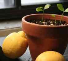 Ako pestovať citrón z kostí doma
