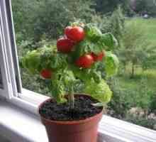 Ako pestovať paradajky na parapete v byte?