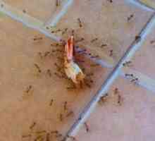 Ako sa dostať doma mravce vo vašom byte