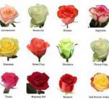 Aké sú ruže: druhy a odrody