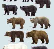 Aké sú typy medveďov a ich spôsob života