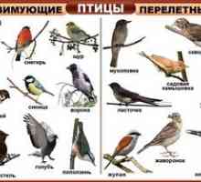 Aké sú druhy vtákov: ich mená a popis
