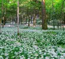 Aké kvety rastú v lese: zaujímavé lesné rastliny