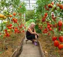 Čo je lepšie používať hnojivá v skleníku pri výsadbe paradajok