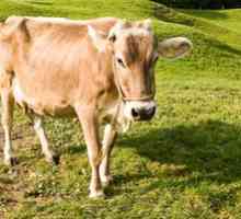 Aké sú výhody a nevýhody kravského plemena Schwick: charakteristika