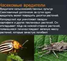 Aký užitočný hmyz môže zničiť záhradné škodcov