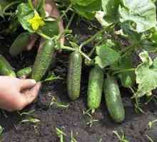 Aké hnojivá sú potrebné pre uhorky: druhy obväzu