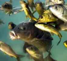 Aké druhy riečnych rýb sa nachádzajú v sladkovodných nádržiach
