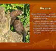 Ktoré zvieratá sú zahrnuté v červenej knihe Urals