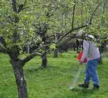 Ako urobiť vrchný obväz jablká a hrušky na jar