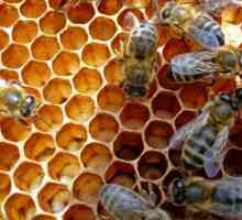Ako medy včely vyrábajú med?
