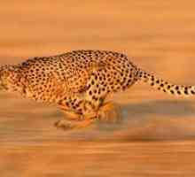 Ktoré zviera na svete je najrýchlejší zviera