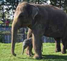 Aká je váha afrického slona, ​​koľko má malý slon zvážiť pri narodení?