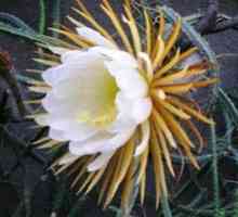 Kaktusová kráľovná nočných exotických rastlín kvetov