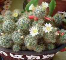 Kaktus Mammillaria - nadýchaný zázrak: domáca starostlivosť