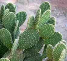 Cactus pichľavá hruška: starostlivosť o domáce zvieratá