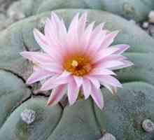 Cactus peyote: druh a opis lophophora williamsii