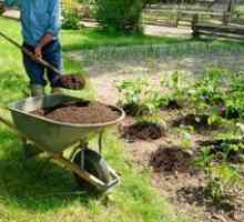 Aké výhody a škody môže rašelina priniesť na záhradu?