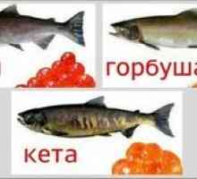 Ktorú rybu je lepšie vybrať - coho alebo ketu?