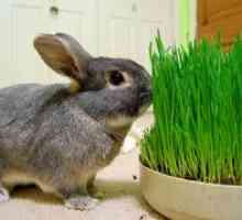Aký druh trávy môže a nemôže byť podaný králikovi v čerstvej forme