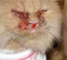 Calcitvírus u mačiek: príznaky a liečba