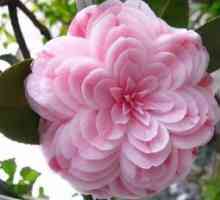 Camellia Japanese: domáca starostlivosť