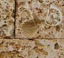 Kamenná škrupina je prírodným stavebným materiálom