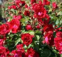 Kanadský Park Rose: rysy ruží a ich dôstojnosť