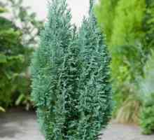 Cypress lavson elfwood: popis, starostlivosť a výsadba
