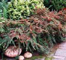 Cotoneaster horizontálne: výsadba a starostlivosť, zvláštnosti kultivácie