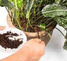 Káva ako hnojivo pre vnútorné a záhradné plodiny