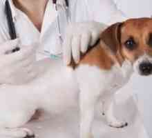 Kedy očkovať šteniatka: schému očkovania pre domáce zvieratá