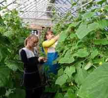 Kedy a ako môžete pestovať sadenice v skleníku