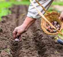Kedy a ako pestovať cesnak