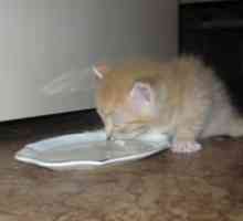 Keď mačiatka začnú jesť