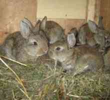 Kedy sa rastliny králikov z králika, typy a načasovanie výsadby mladých zvierat
