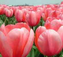 Pri transplantácii tulipánov je najlepšie - na jar alebo na jeseň