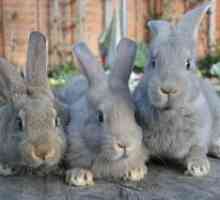 Kokcidióza u králikov a kurčiat: príznaky a liečba