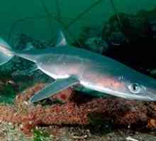 Ostnatý žralok Katran: popis, jedlo
