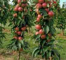 Jabloníkové stromy: odrody pre siberiu
