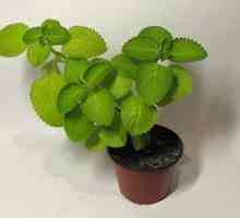 Peppermint - multifunkčná domáca rastlina