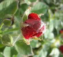 Izba pavúk roztoč na ruži, obsahuje parazit, ako bojovať