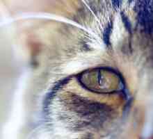 Konjunktivitída u mačiek a mačiek: príčiny, spôsoby liečby